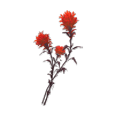 decor_14382_thumbnail