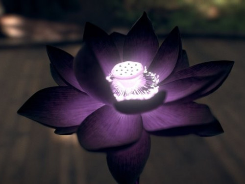Clima Extremo - Una maravillosa flor de loto negra 🖤